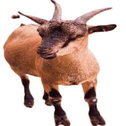 Chèvre